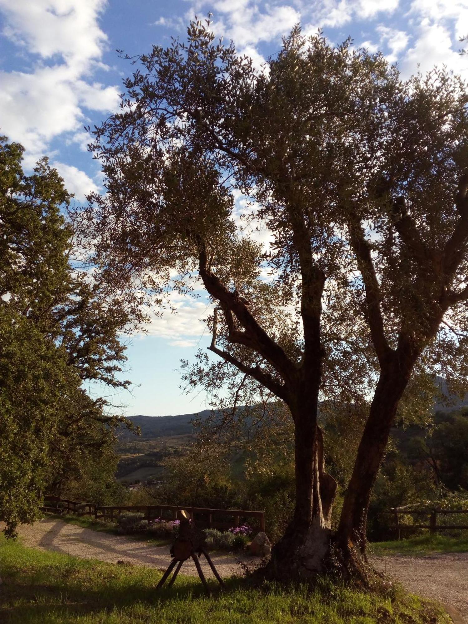 Azienda Agricola Biologica La Cardellina Tolfa Exterior foto
